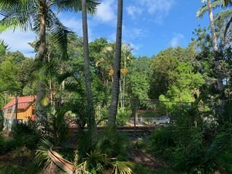 A swimming pool surrounded by tropical foliage