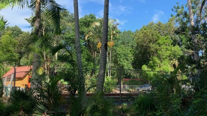 A swimming pool surrounded by tropical foliage
