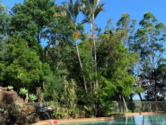 Lush tropical trees surrounding a swimming pool with clear blue sky in the background.