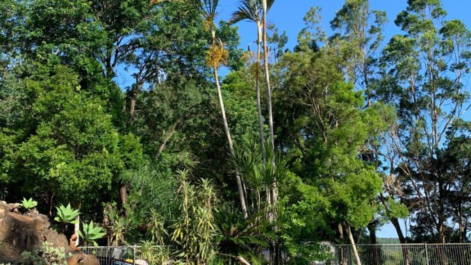 Lush tropical trees surrounding a swimming pool with clear blue sky in the background.