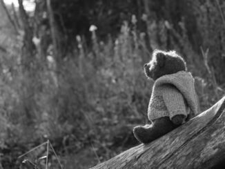 Black and white teddy bear on a log in the woods, symbolising sobriety and emotional healing.
